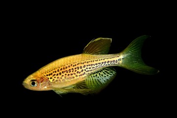 レオパードタニオ