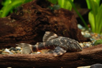 タイガープレコ