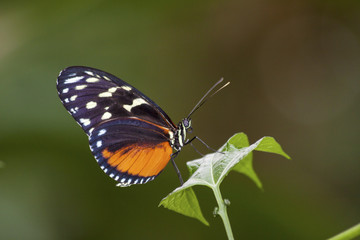 Beautiful butterfly