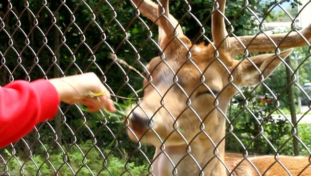 hand of a child who has to eat the big deer with horns