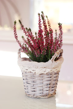 R&oacute;żowe wrzosy w koszyczku