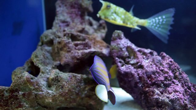 Fish Tank With Angelfish And Longhorn Cowfish