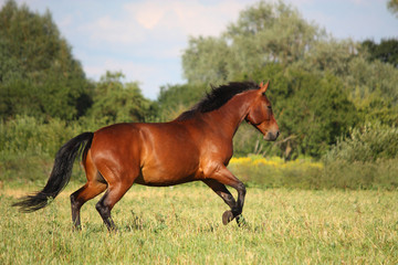 Fototapeta na wymiar Beautiful bay horse running at the field
