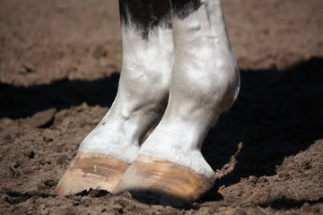 Naklejka premium Close up of horse legs