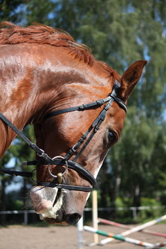 Portrait of chestnut sport horse