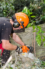 mann zersägt einen baumstamm