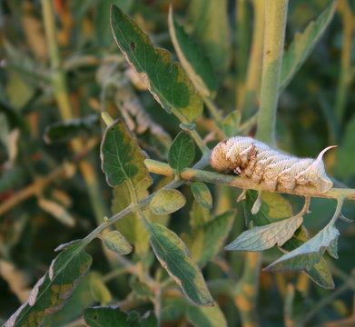 Horn Worm2