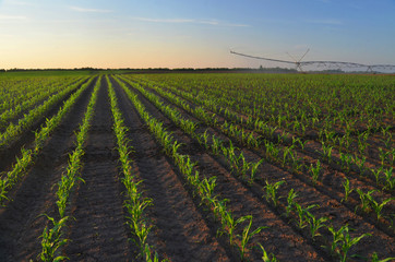Fototapeta na wymiar Irrigation system watering corn field