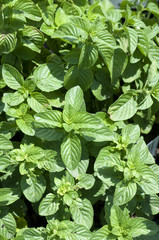 Gewuerzminze, Mentuccia, Mentha, speciosus, Pfefferminze;