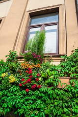 Fototapeta na wymiar Green plants and flowers on the wall