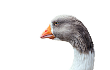 Goose Head A close up image of a goose head