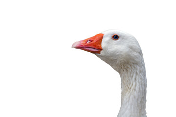 Goose Head A close up image of a goose head