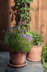 Pots with flowering plants