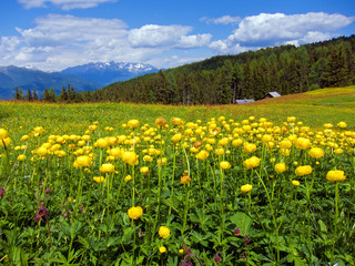 Fototapeta premium Almwiese mit Trollblumen, Südtirol