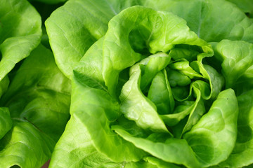 Butterhead lettuce