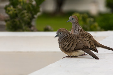 Pigeons