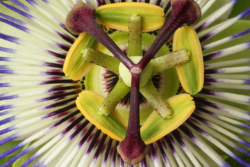 Blüte der Passionsblume
