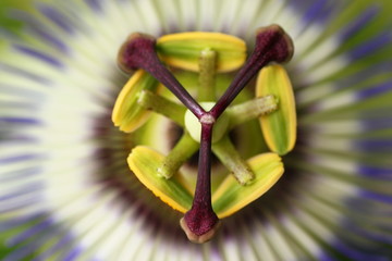 Blüte der Passionsblume