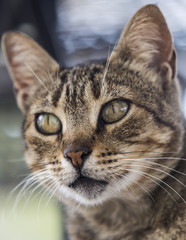Junge Katze Portrait Profil konzentriert