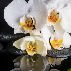 Naklejka na ściany i meble spa concept of white orchid (phalaenopsis), zen stones with drop