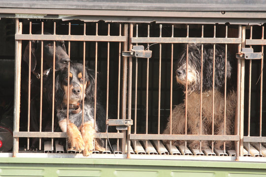 cani per ricerca tartufo