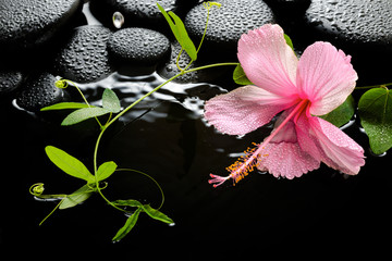 Beautiful spa setting of delicate pink hibiscus, green tendril p