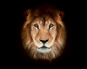 Beautiful lion on a black background. - 69052581
