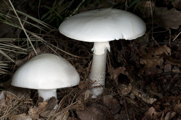 Knollenblaetterpilz, Wulstlinge, Amanita,