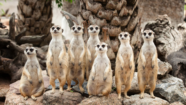 Portrait of meerkat family
