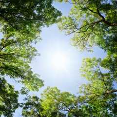 Obraz premium Green leaves and sun.