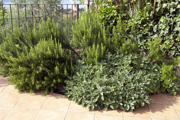 Rosmarin, Rosmarinus, Salbei, Salvia, officinalis,