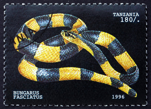 Postage stamp Tanzania 1996 Banded Krait, Snake