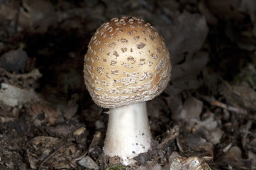 Perlpilz, Roetender, Wulstling, Amanita, rubescens,