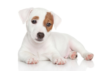 Jack Russell puppy on white