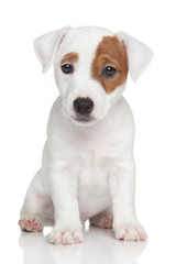 Jack Russell terrier puppy