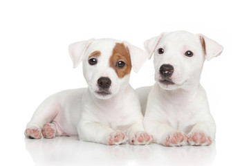 Jack Russell puppies on white