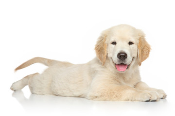 Golden Retriever puppy on white background - obrazy, fototapety, plakaty