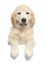 Golden Retriever puppy above white banner