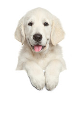 Golden Retriever puppy above white banner