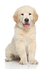 Golden retriever puppy - 69054183