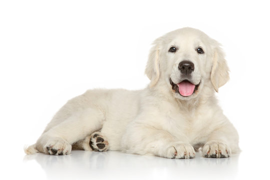 Golden retriever puppy