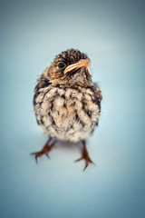 Nestling