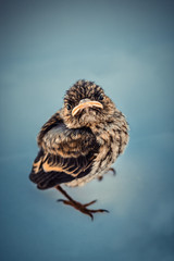 Nestling