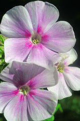Fototapeta na wymiar Phlox flowers in the garden