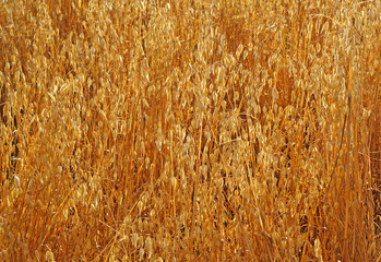 Field of ripe oats sunlit