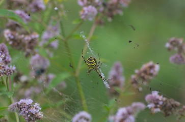 Yellow black wasp spider on web in middle flowering peppermint