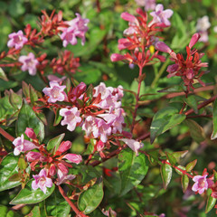 abelia grandifora
