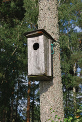 Big Bird Box