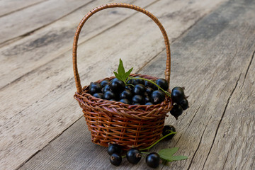 Naklejka na ściany i meble black currant in a basket closeup