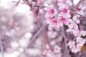 Obraz premium Wild Himalayan Cherry, Thailand Sakura pink flower